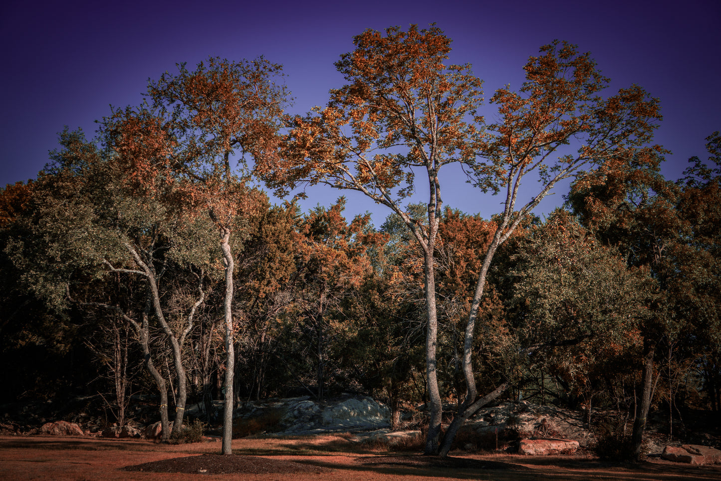 Beautiful Park Trees - Cedar Park Library