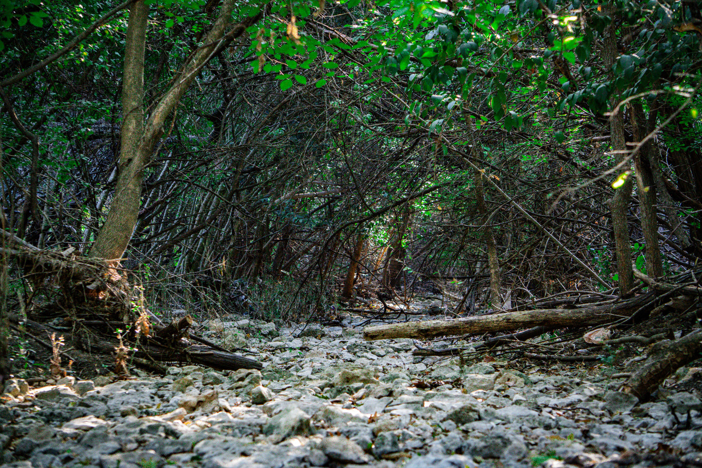Stream bed - Cedar Park Library