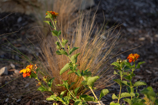 Flower - Cedar Park Library