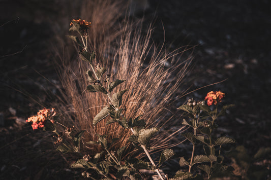 Flower - Cedar Park Library v2