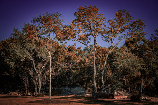 Beautiful Park Trees - Cedar Park Library