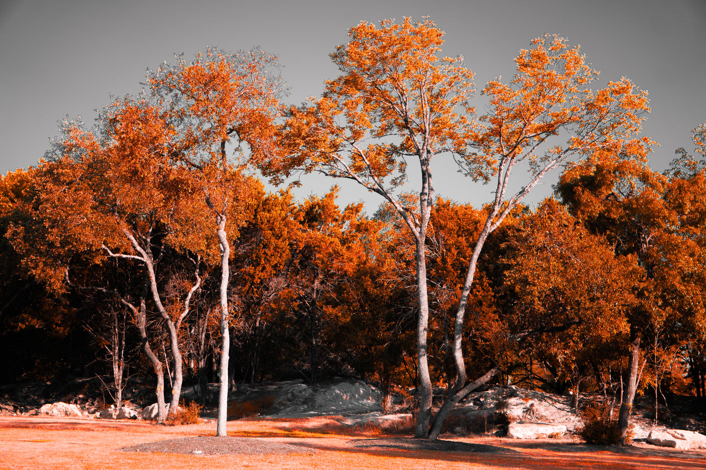 Beautiful Park Trees - Cedar Park Library v2